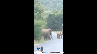 ജനവാസമേഖലയില്‍ വീണ്ടും ആനക്കൂട്ടമിറങ്ങി; അട്ടപ്പാടിയില്‍ ആശങ്ക | Elephant