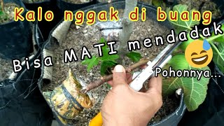 cara menanam cangkokan tin || cangkok pohon buah tin