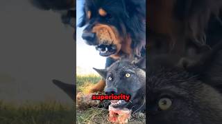 This Is Proof That The Tibetan Mastiff Is Stronger Than The Alpha Wolf! #shorts