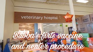 Bubba's first vaccine and neuter procedure...at vetco total care // #thanksforwatching