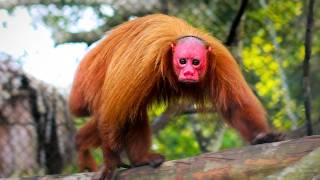 Uakari 👹 The Scary RED-FACED Monkey!