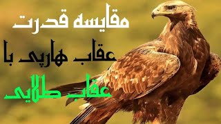 مقایسه قدرت بینظیر عقاب هارپی با عقاب طلائی