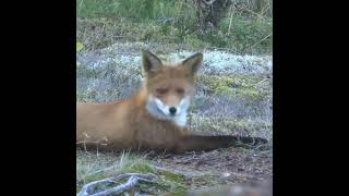 Fox Notices Camera | Shirakami Fubuki | #Shorts