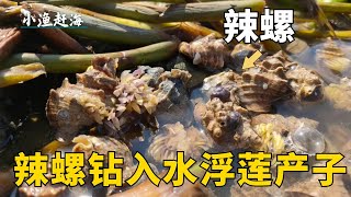 雨後去趕海意外發現，大量辣螺鑽入水浮蓮產子，阿富趕海撿到爆桶！ 【小漁趕海v】