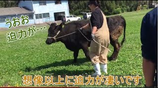 【農業・畜産】黒毛和牛の採卵①～準備編～