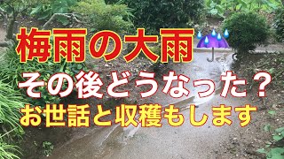 梅雨の大雨襲来‼️その後の畑のチェックをしてみました