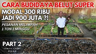 CARA MUDAH MEMBUAT MEDIA BUDIDAYA BELUT KANG WARDI DARI MODAL 300 RIBU SEKARANG 1 TON 1 MINGGU