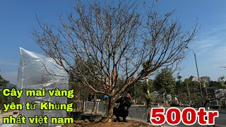 Chiêm Ngưỡng Cây Mai Vàng Yên Tử Trị Giá 500 Triệu Của Săn Bắt Ẩm Thực Vùng Cao