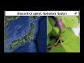 new biological control agents for management of invasive plants in canada