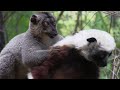 madagascar lemurマダガスカルのサルたち、シファカとブラウンキツネザル仲良し