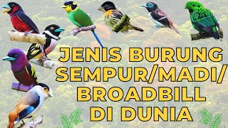 JENIS BURUNG SEMPUR/MADI/BROADBILL DI DUNIA