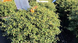 Ilex crenata 'Beehive' (Japanese Holly)