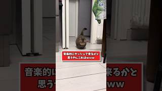 ネッコの動画見てニヤけたら負けwww #猫 #猫のいる暮らし #ねこ #動物 #可愛い #2ch動物スレ #2ch