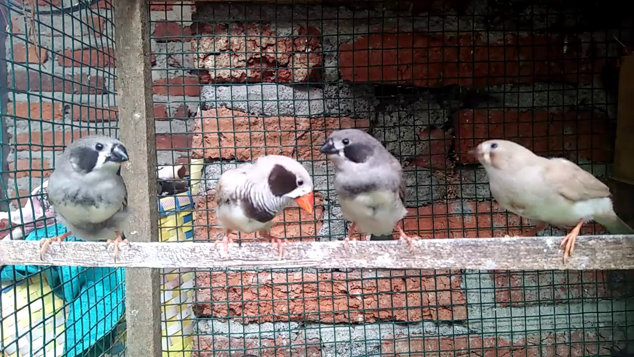 Zebra Finch Family Black Cheek Zebra Finch - YouTube