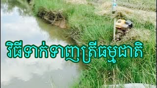 តើមានវិធីសាស្ត្របែបណាខ្លះដើម្បីទាក់ទាញត្រីធម្មជាតិបានលឿន?