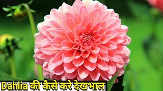 डहलिया के पौधे की देखभाल और लगाने का तरीका || How to grow and care dahlia plant