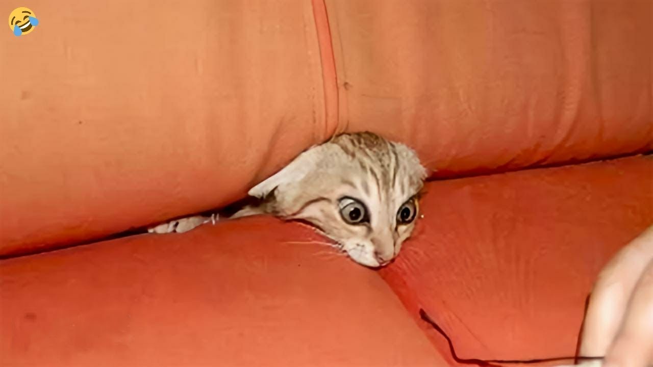 Hilarious Dogs And Cats Compilation Funny Moments Galore Youtube