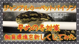 早めの冬対策　飼育環境を新しくしてみた　ジャングルカーペットパイソン　Jungle Carpet Python　*爬虫類*