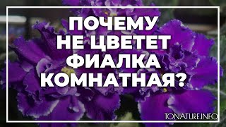 Почему не цветет фиалка комнатная? | toNature.Info