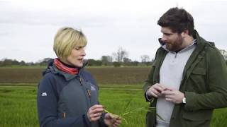 Why is T1 in winter barley important?