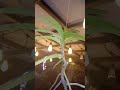 new plants vanda orchid ideaingarden gardendesignideas trendingshorts