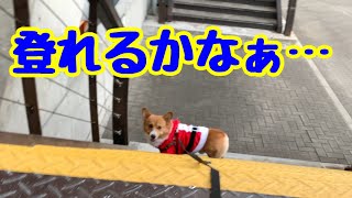 スケスケの階段を前に固まってしまった犬のコナン