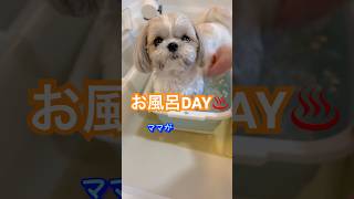 犬の入浴♨️🐶お風呂好きシーズーこはる#犬のいる暮らし #シーズー #ペット#dog #shihtzu