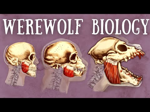 Can a werewolf be genetically created?