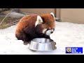 【レッサーパンダ】今日の円山レッサーズ　march 17 2021　red pandas at maruyama zoo