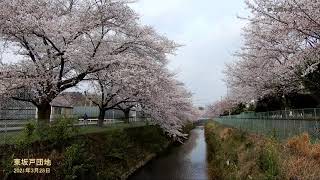 桜・東坂戸団地