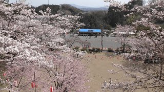 【ふくしま桜紀行】霞ケ城公園　　10min定点動画