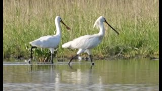 ASFINAG Ausgleichsfläche Adler \u0026 Löffler