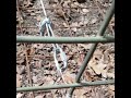 hog trap trip wire set up