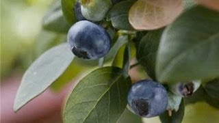 Growing Berries: New Varieties for Your Garden