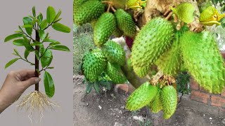 How To Propagate Sweetsop Tree Cutting Faster With Aloe Vera, how to growing sweetsop tree