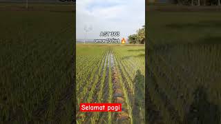 Menyala agt 303.#panen #sawah #padi #pertanian #petani #shorts #pakistan #india #thailand #jepang