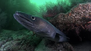 XL Conger eels and crustaceans, interrelation between species.