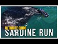Ultimate Guide to Diving the Sardine Run