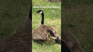 Bird hiding her babies, Wild bird in Canada, Canada goose and her babies, New born baby ducklings