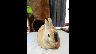 【動物ファミリーの家】Today's rabbit at home　本日のマルチ