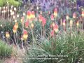 kniphofia uvaria red hot poker torch lily tritoma