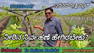 12 ದಿನದ ದ್ರಾಕ್ಷಿ ಪ್ಲಾಟ್/ನೀರಿನ ನಿರ್ವಹಣೆ ಹೇಗಿರಬೇಕು?