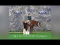 lexability aka galaxy 2015 aphc appaloosa gelding equitation turns and back