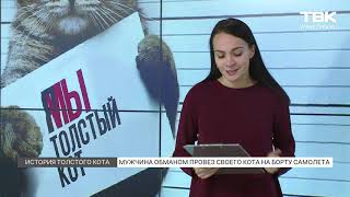 Мужчина обманом провез кота на борту самолета авиакомпании «Аэрофлот»