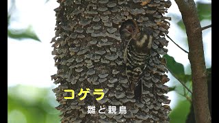 [4K60P]野鳥：雛も見られるコゲラの巣／ＨＴ公園B