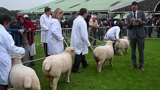 Ryeland sheep judging, Great Yorkshire Show 2019