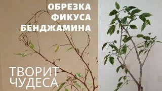 Обрезка фикуса Бенджамина. Реанимация, часть 2.