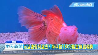 20181230中天新聞　元旦連假何處去？　海科館1600隻金魚超吸睛