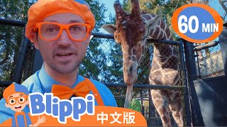 比利皮在动物园投喂动物 | Blippi at the Zoo - Feeding the Animals | Blippi 中文版 | 儿童教育视频 | 实景探索