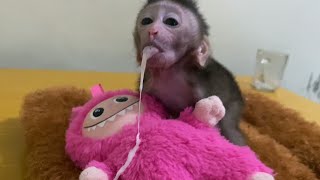 NEWBORN BABY MONKEY VERY SM4LL